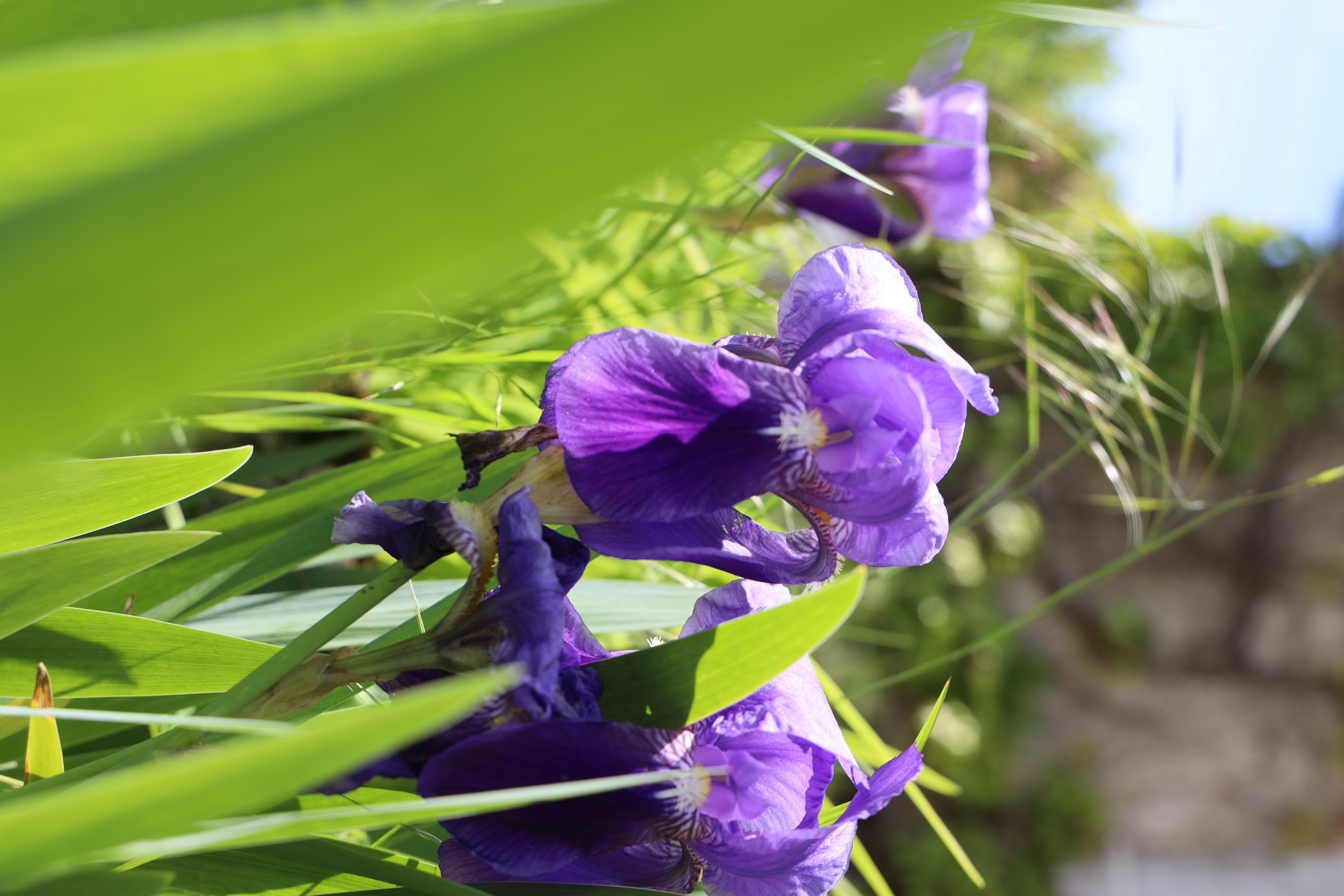 Fleurs du jardin
