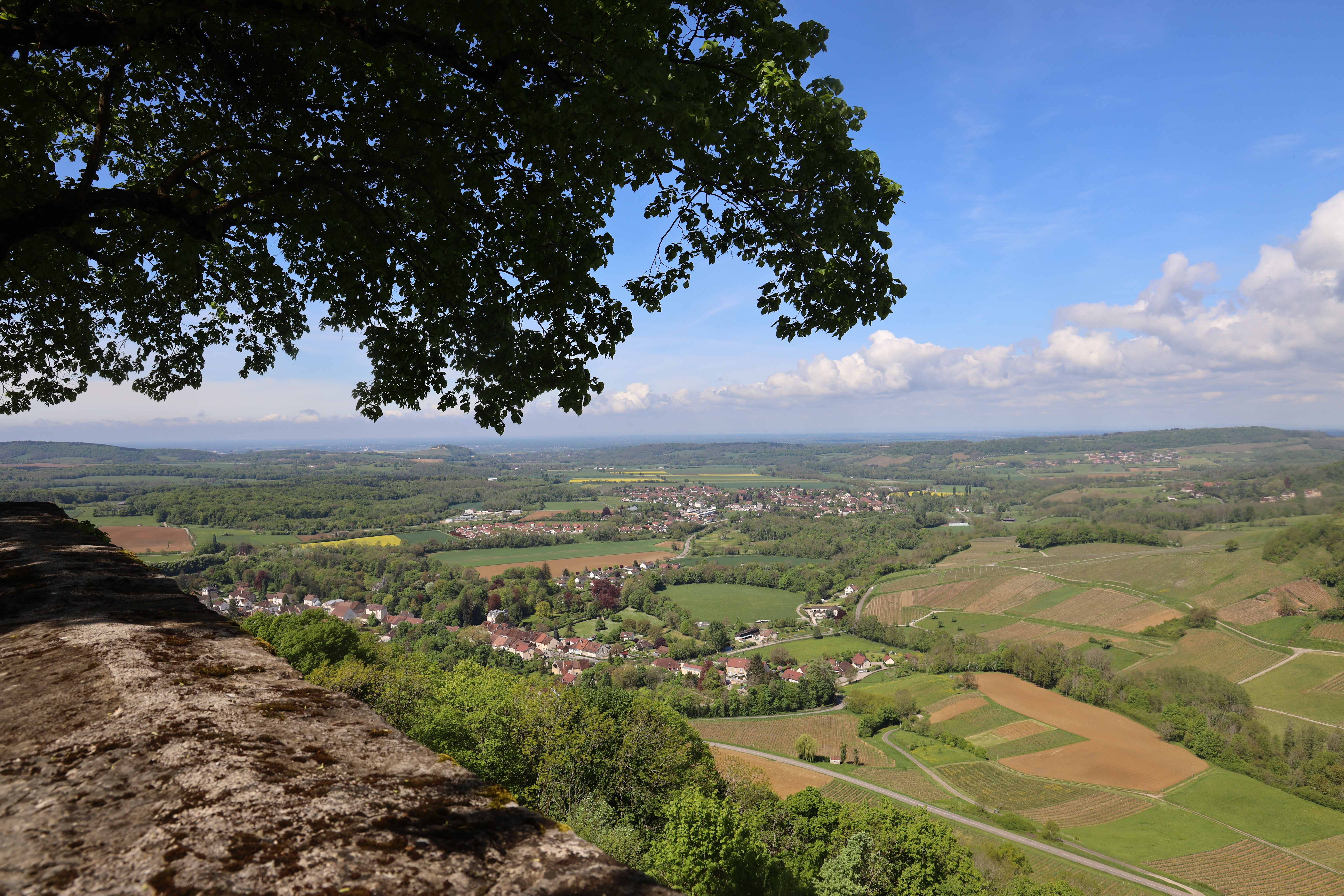 Paysage du Jura, vignes et sapins autour de Château-Chalon