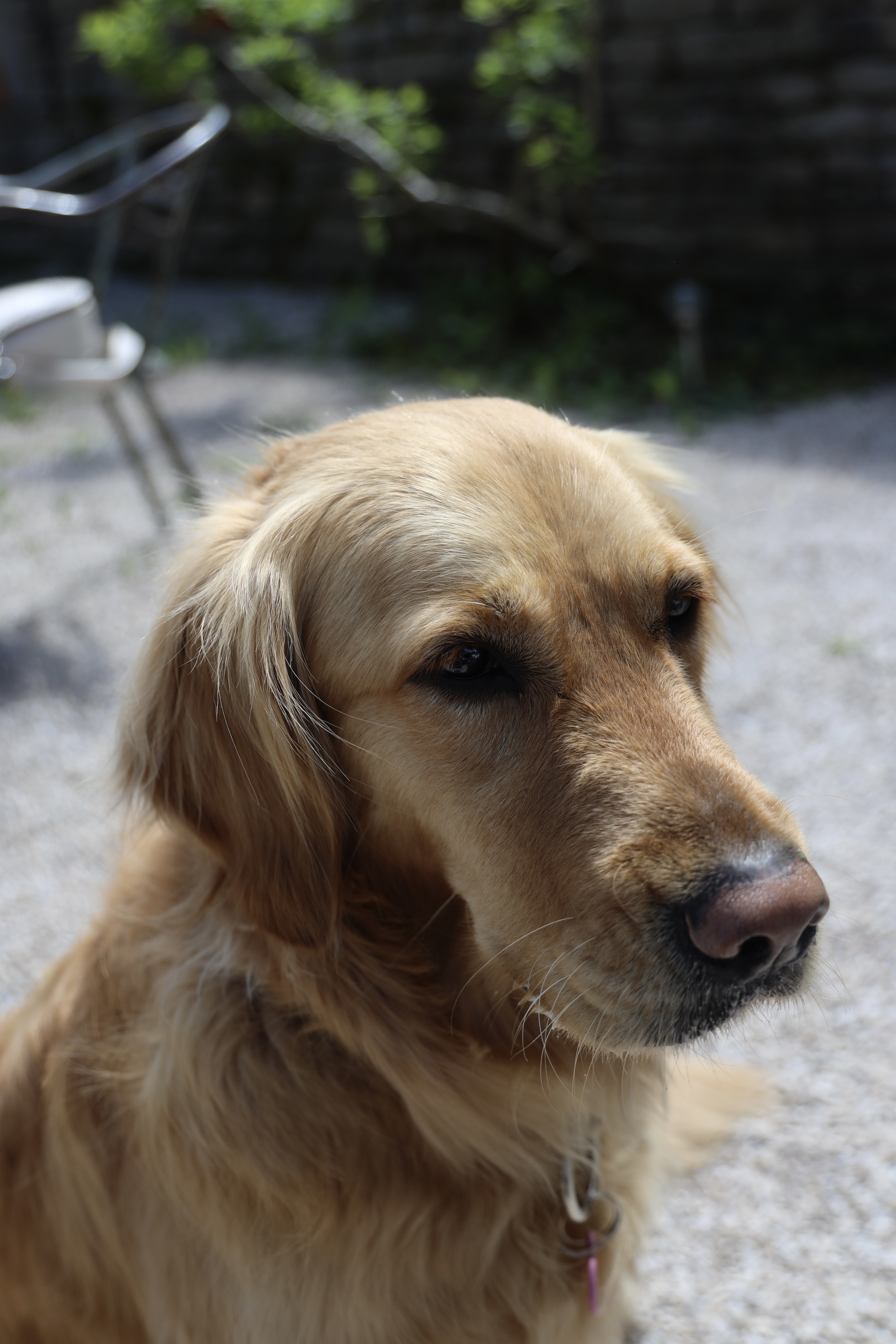Sacha sur la terrasse